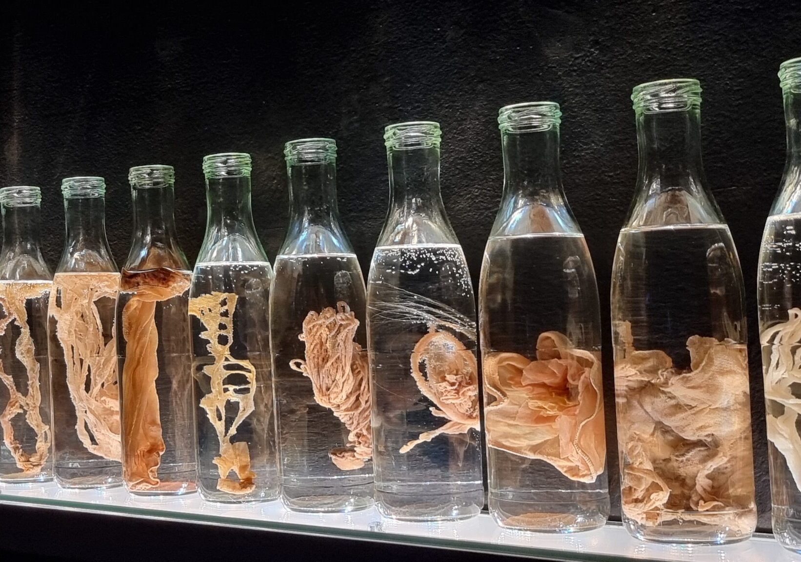 BOTTLES WITH LIQUID AND BIOLOGICAL MATTER